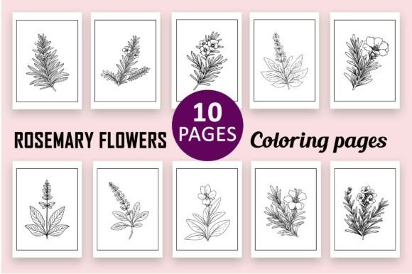Rosemary Flower Graphics for Coloring Pages